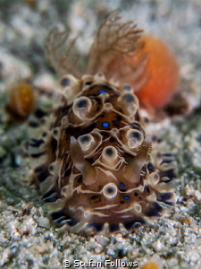 "Laugh it up, Fuzz ball." Han Solo. Nudibranch - Dendrodo... by Stefan Follows 